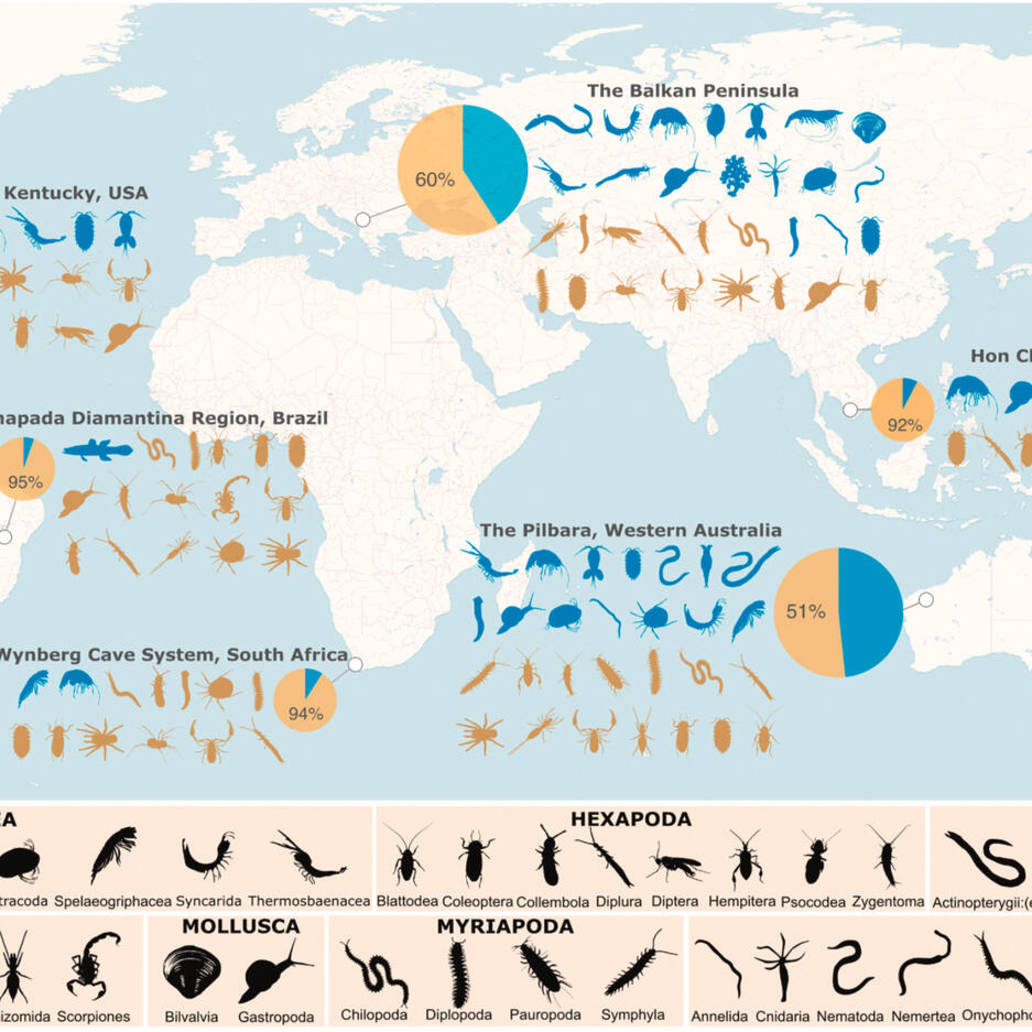 Towards a global barcode reference library for subterranean fauna