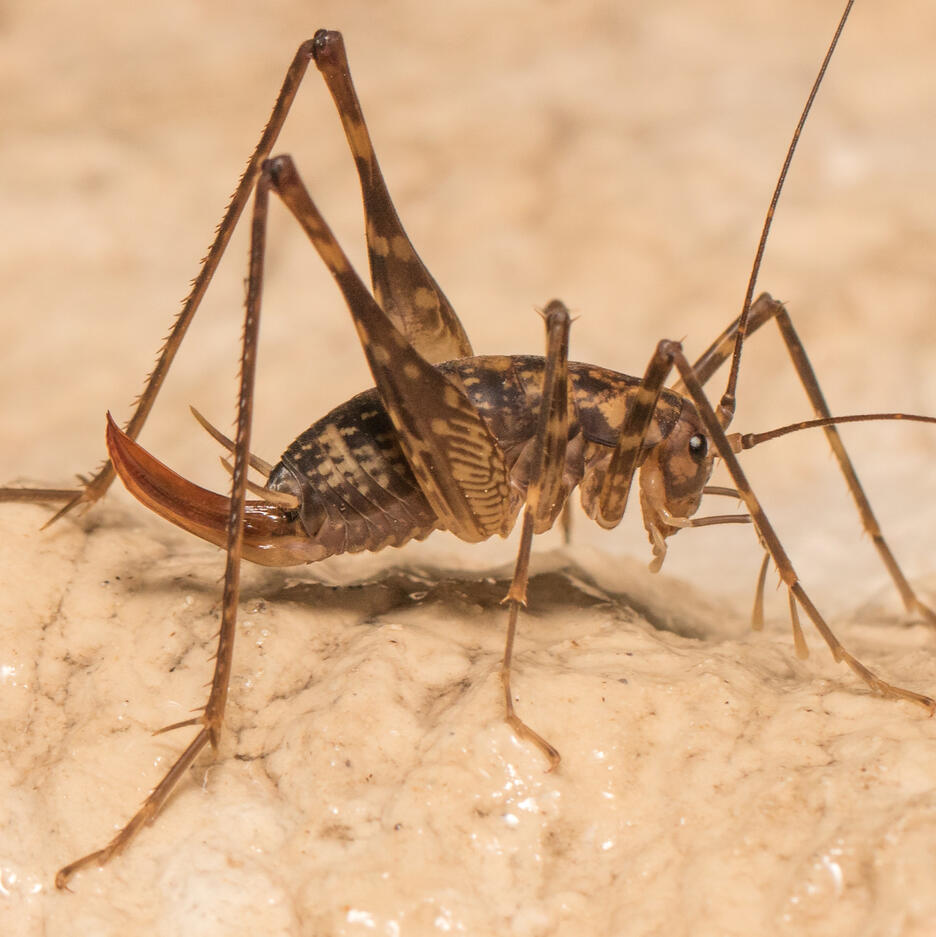 Diversity and distribution of cave crickets in the genus Micropathus Richards, 1964, threatened short-range endemics from Tasmanian wet forest (Orthoptera: Rhaphidophoridae)