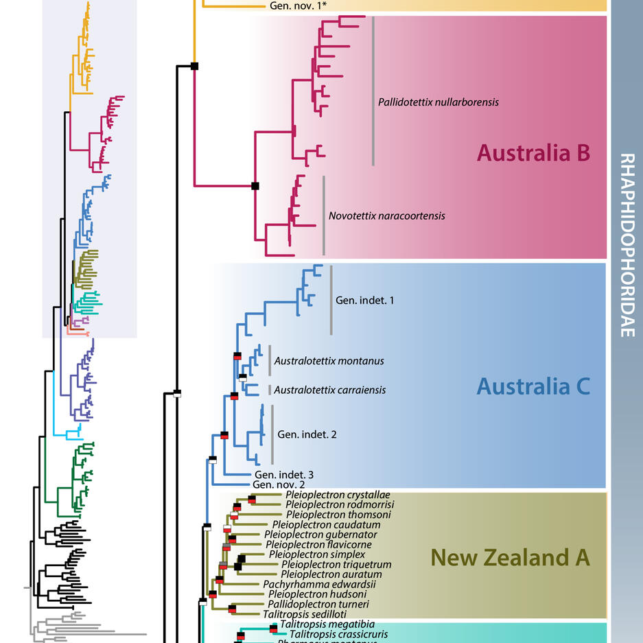 Molecular phylogenetics illuminates the evolutionary history and hidden diversity of Australian cave crickets (Orthoptera: Rhaphidophoridae)