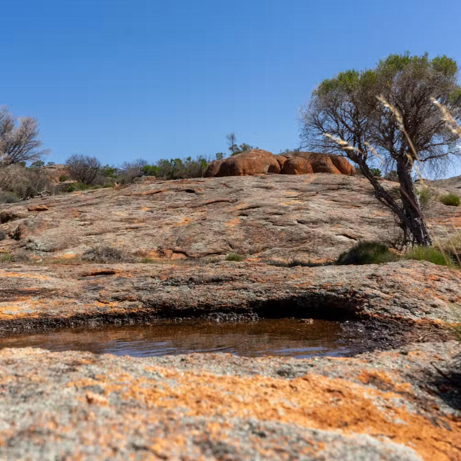 Meet the weird, wonderful creatures that live in Australia’s desert water holes. They might not be there much longer